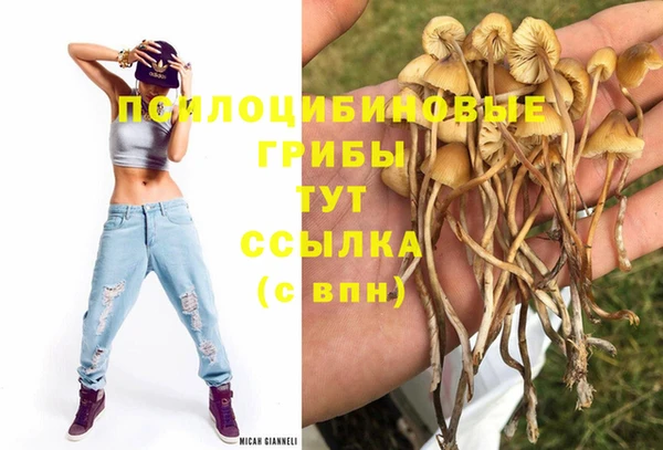 ПСИЛОЦИБИНОВЫЕ ГРИБЫ Магас